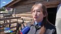 Инспекторы Россельхознадзора продолжают мониторинг личных подсобных хозяйств в Якутии