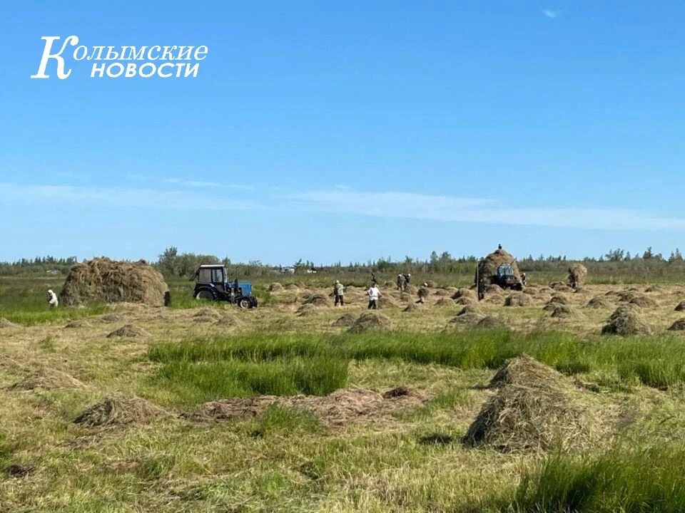 План по сенокосу в Верхнеколымском районе выполнен на 22,95%