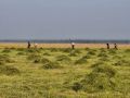 Верхоянцы за два дня заготовили 14 тонн сена на соревнованиях «Куулэй-2026»