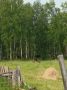 В Вилюйском районе замечены лесные бизоны