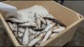 На рыболовецком участке Кумах-Сурт МУП «Булунское» запустили в работу новый цех рыбообработки
