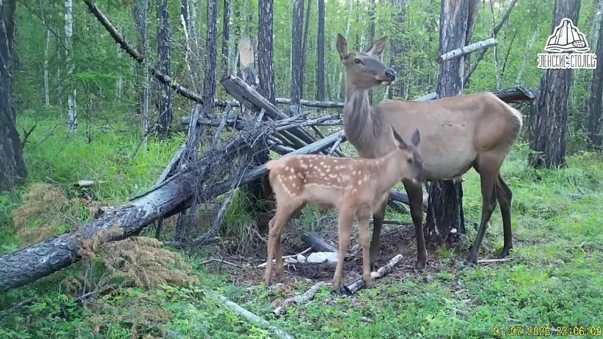 Видеофакт: детеныш изюбря с мамой в нацпарке «Ленские столбы»