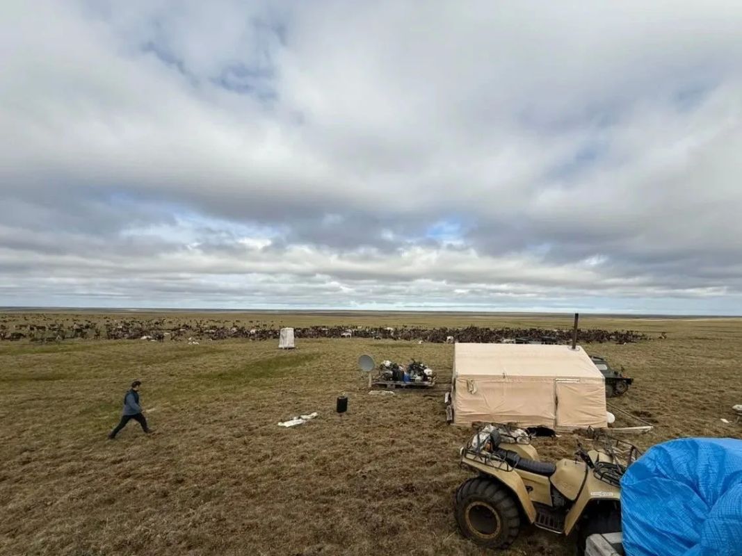 Оленеводство в Анабарском улусе: рост поголовья и планы Оленеводство в Анабарском улусе: рост поголовья и планы