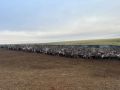 Оленеводство в Анабарском улусе: рост поголовья и планы