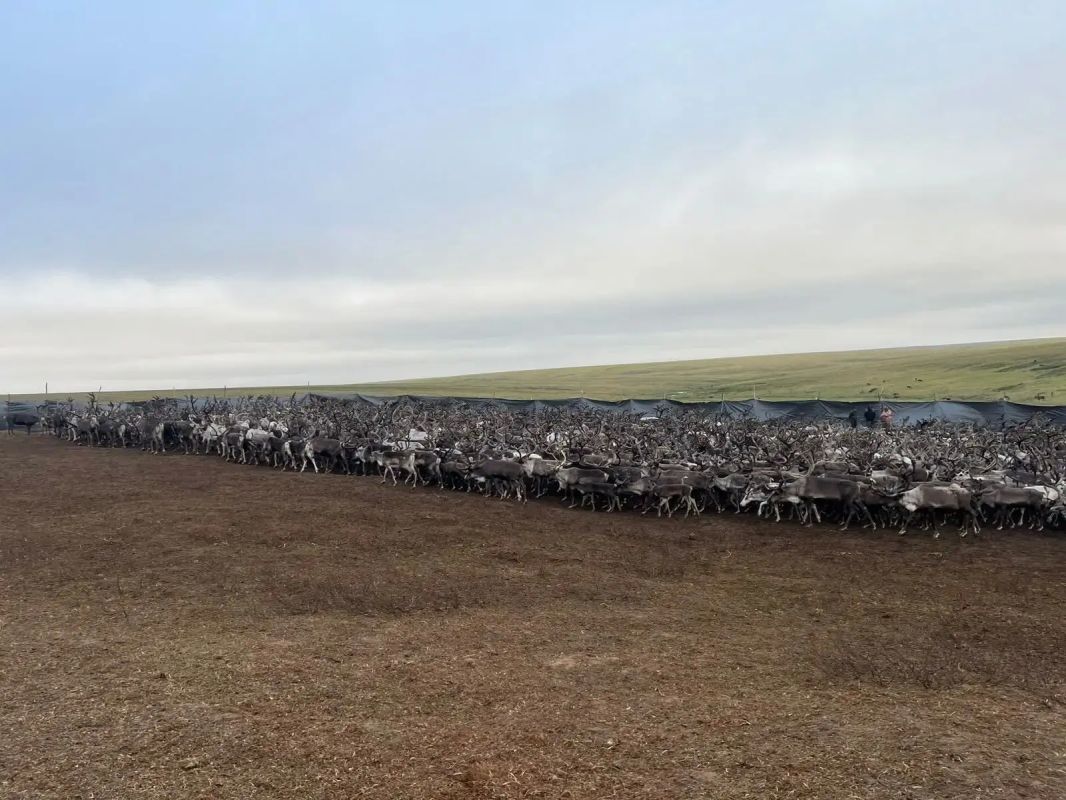 Оленеводство в Анабарском улусе: рост поголовья и планы