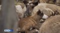 В Анабарском районе проводится осенняя корализация оленей