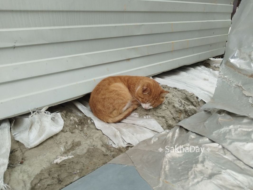На Крестьянском рынке живет кошечка с обмороженными ушками На Крестьянском рынке живет кошечка с обмороженными ушками