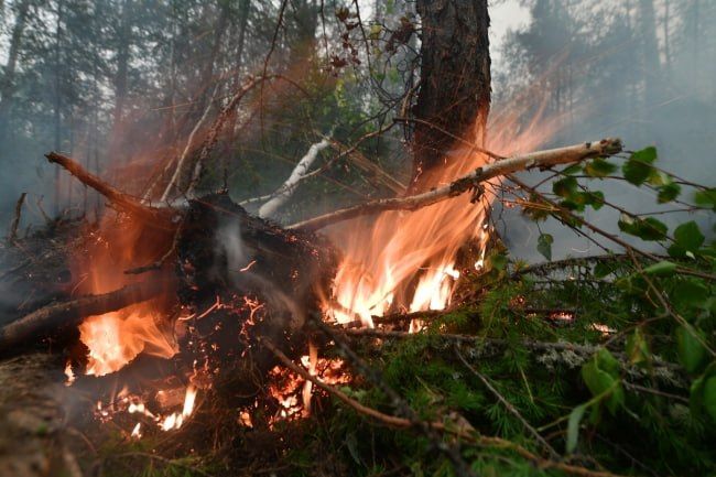 В Якутии площадь лесных пожаров превысила 128 тысяч гектаров
