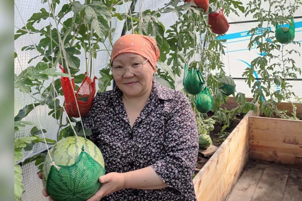 Жительница Среднеколымского района вырастила арбузы, дыни и клубнику Жительница Среднеколымского района вырастила арбузы, дыни и клубнику