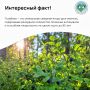 Интересный факт. Голубика — не просто вкусная северная ягода, а настоящий природный целитель