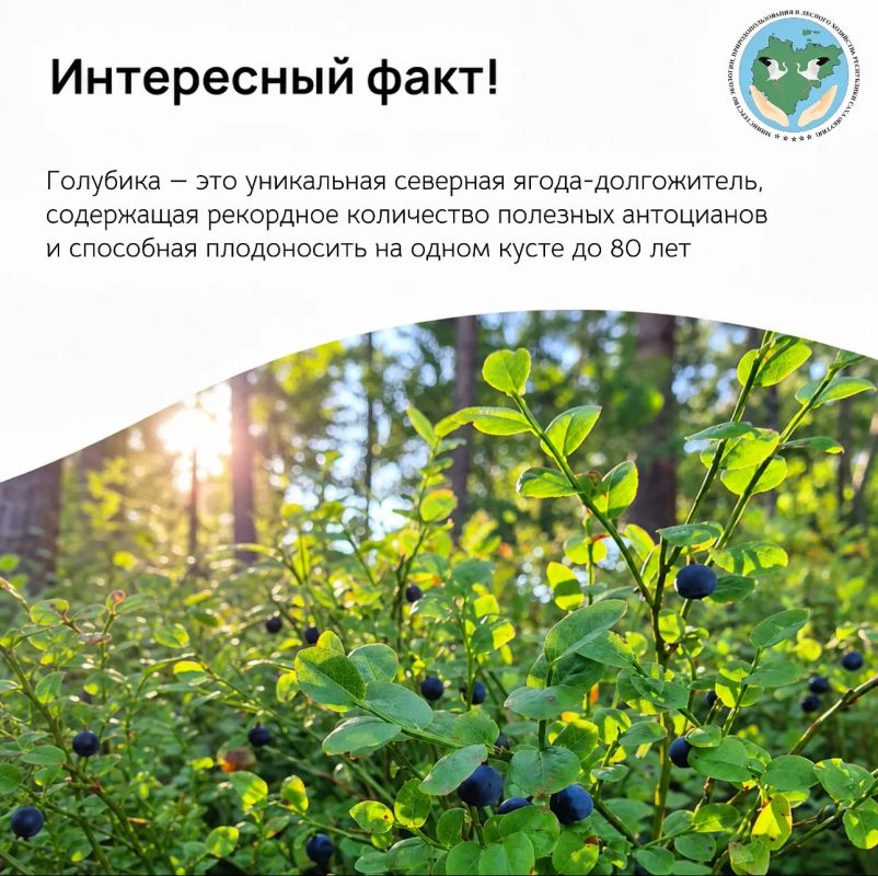 Интересный факт. Голубика — не просто вкусная северная ягода, а настоящий природный целитель