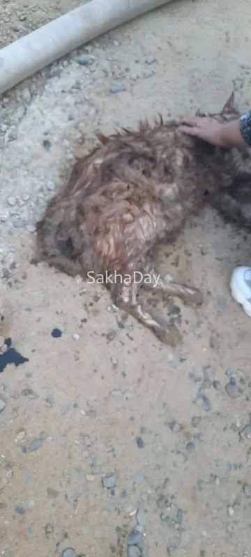 Пострадали животные, сгорели все вещи! Кошек увезли в полуживом состоянии вынесли обгоревшие , увезли в ветеринар ку, пытаются спасти, но состояние очень тяжелое сказали, узнавал Пострадали животные, сгорели все вещи! Кошек увезли в полуживом состоянии вынесли обгоревшие , увезли в ветеринар ку, пытаются спасти, но состояние очень тяжелое сказали, узнавал