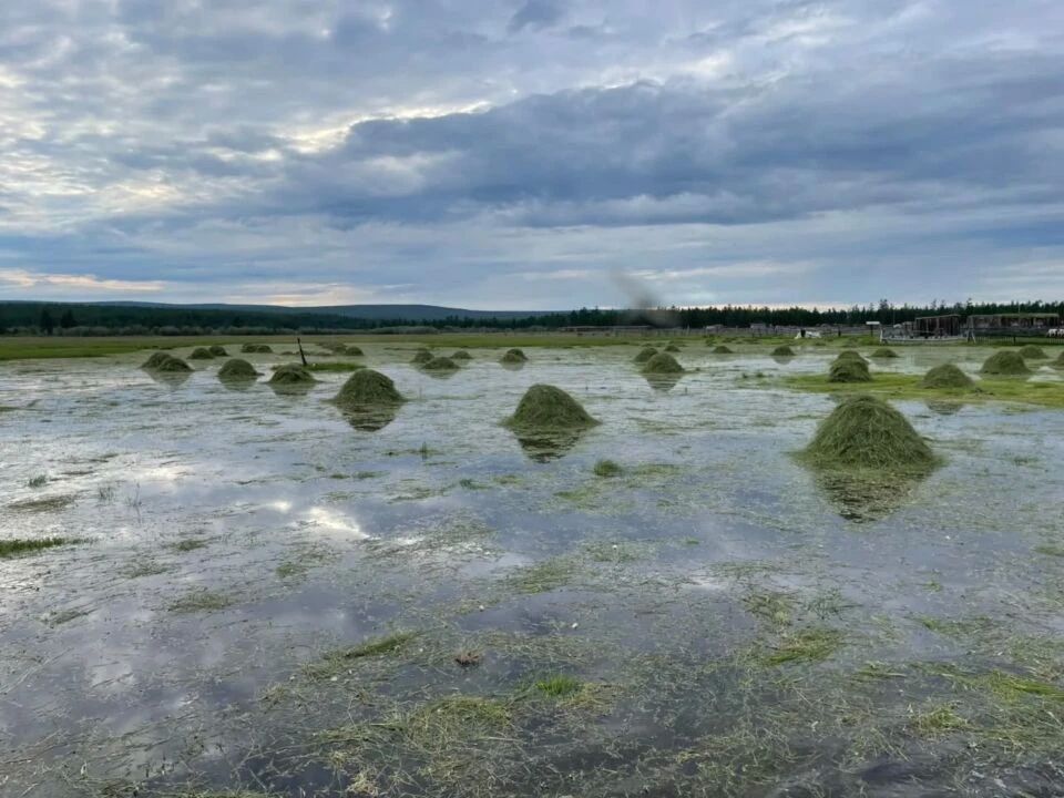 Ардахтаах сайын оту сатабыллаахтык кэбиэр-харайар албастар
