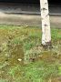 Грибы в центре. Спрашивают, это съедобные