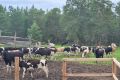 Строительство объектов малых мощностей повысит продуктивность КРС в Мирнинском районе
