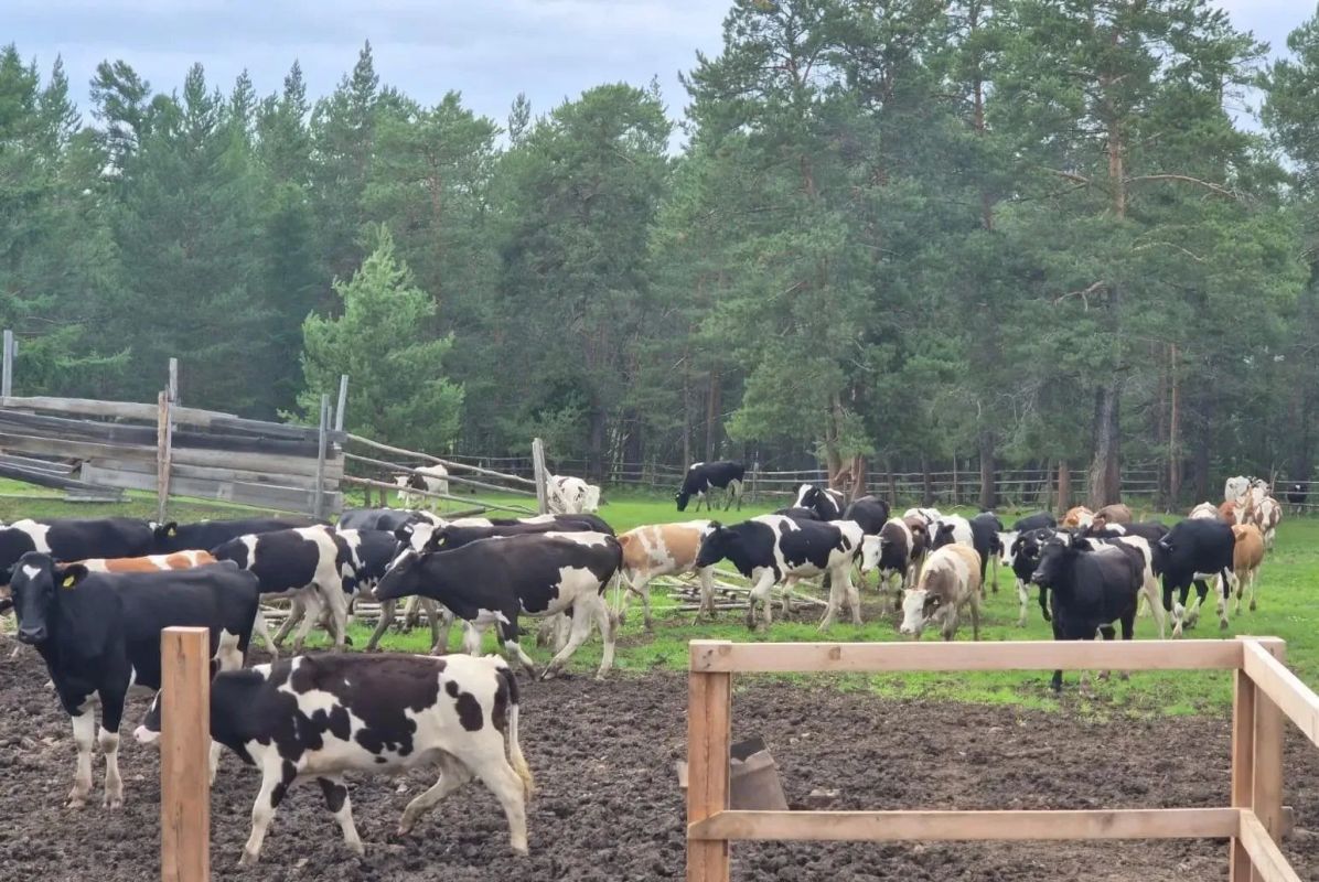Строительство объектов малых мощностей повысит продуктивность КРС в Мирнинском районе