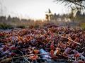 Заморозки и усиление ветра: погода в Якутии 23 августа