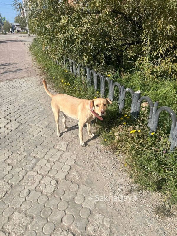 #пишут Собака похоже потерялась, последний раз бегала около свердлова 1 где глазная больница #пишут Собака похоже потерялась, последний раз бегала около свердлова 1 где глазная больница