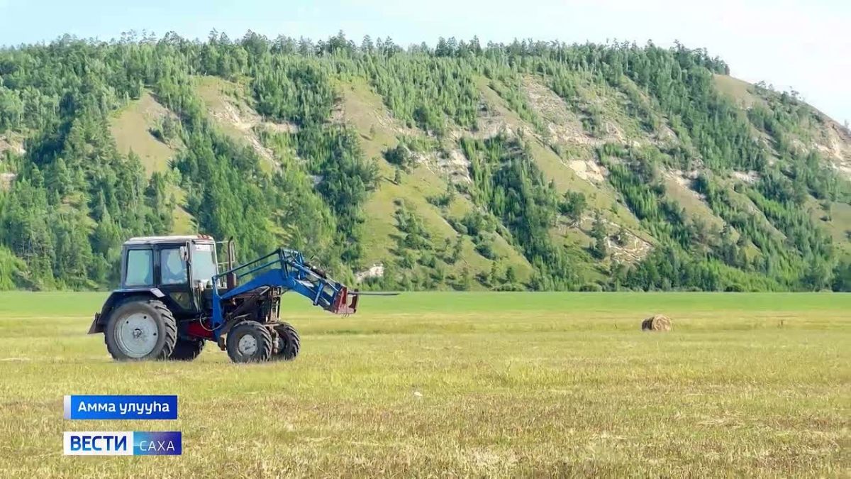 Амма улууугар саа комбайн лэтин саалаата