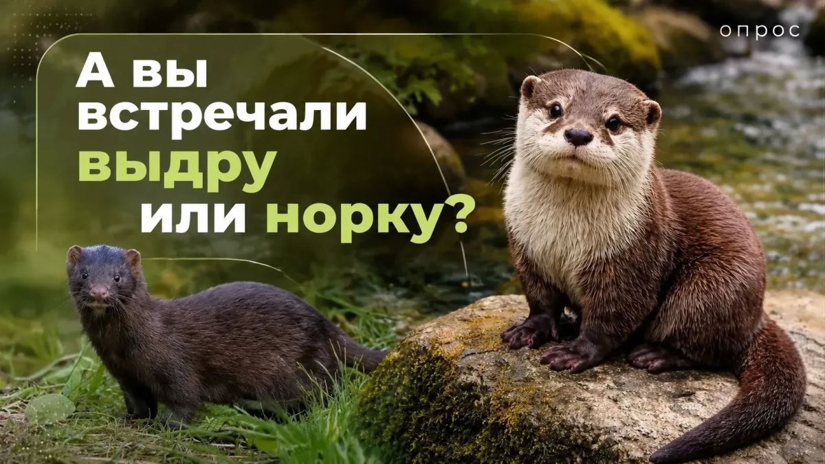 Вы когда-нибудь встречали выдру или норку в природе?