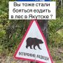 «Даже возле Якутска в лес съездить уже страшно»: горожанка рассказала о тревоге из-за медведей