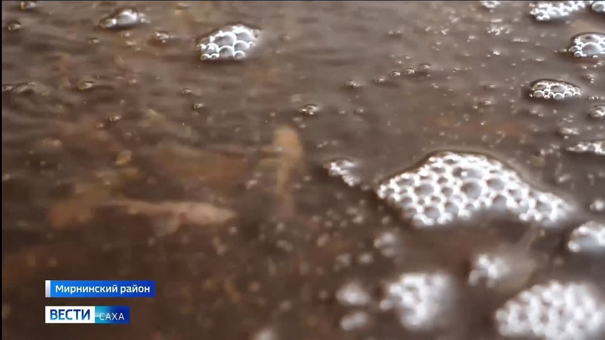 30 тысяч мальков сибирского осетра отправились в большое плавание по Вилюю