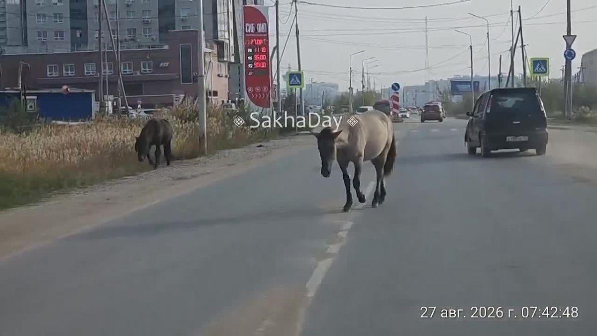 #пишут Гуляют по сергеляхскому шоссе в районе Гимеин