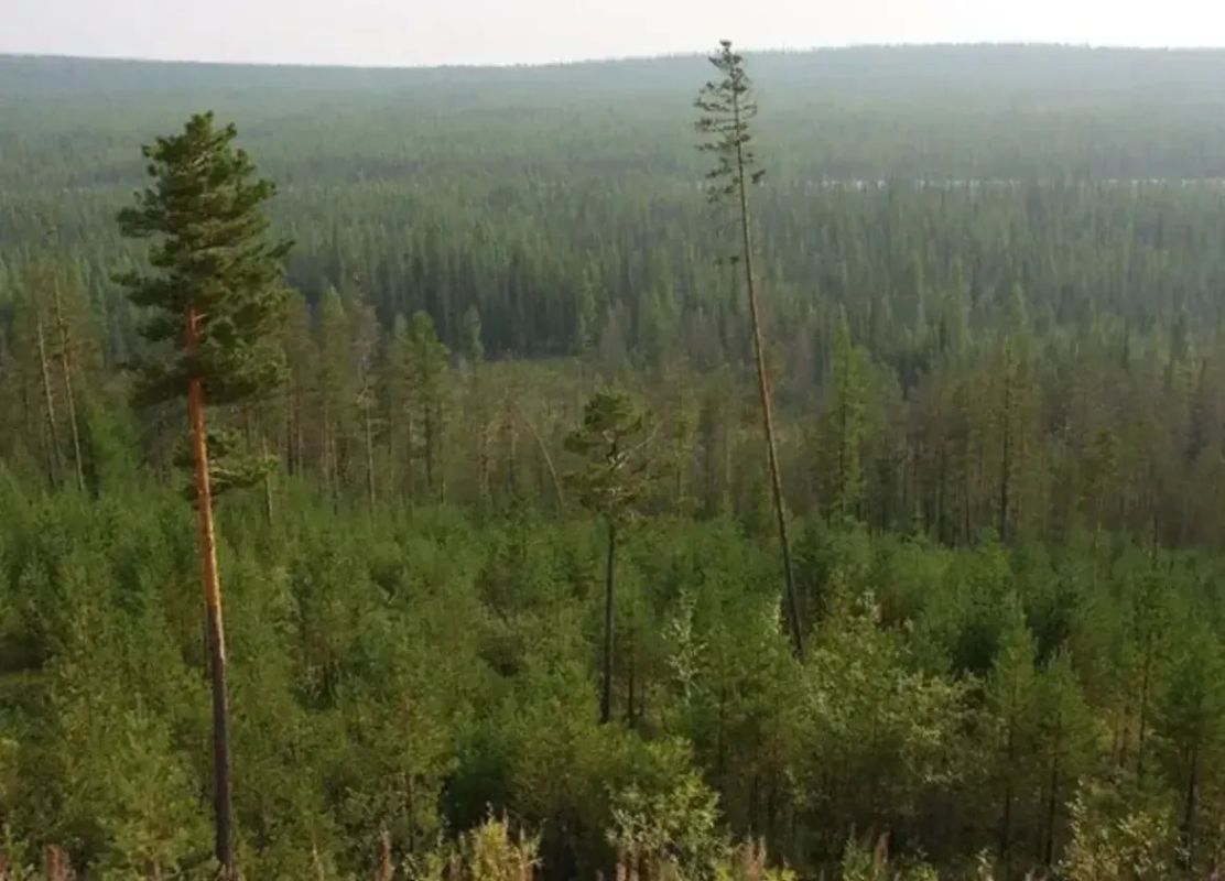 Два лесных пожара потушили в Оленекском районе за сутки