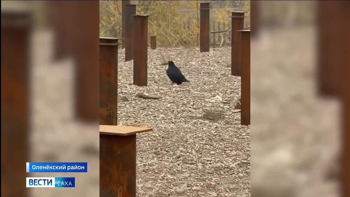 В Оленьке заметили необычно трудолюбивую ворону