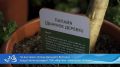 Бананы и папайю из Якутии привезли на «Улицу Дальнего Востока»