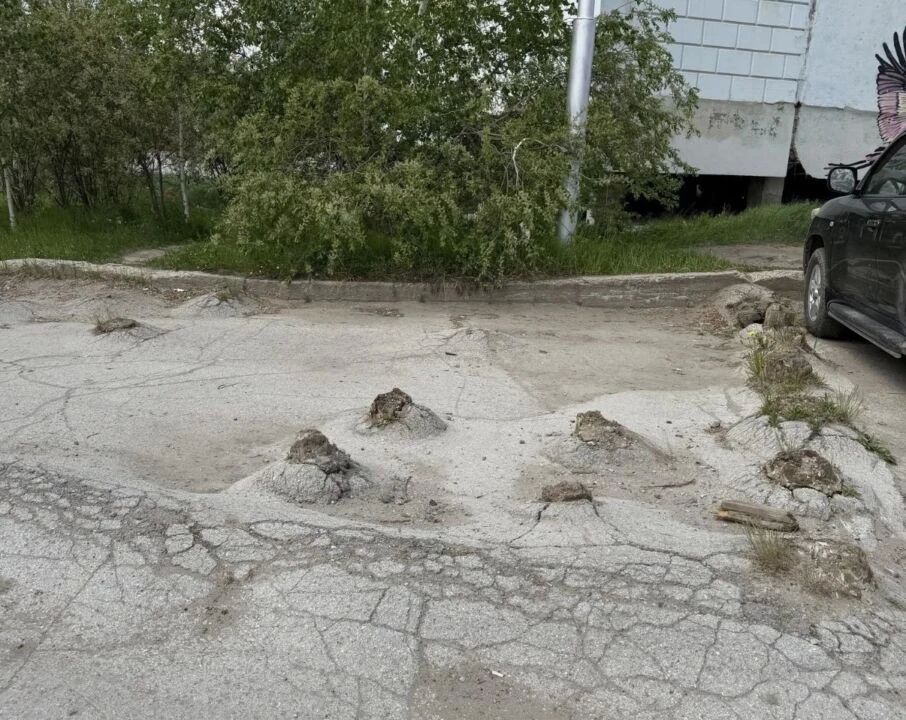 В Якутске дали старт необычной акции «Город без пней»