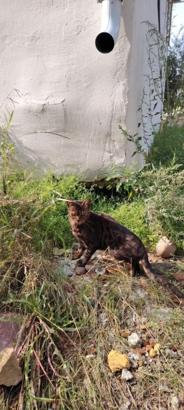 Напуганный котенок уже неделю бегает по улице на Чиряева