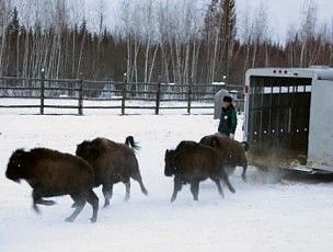 АЛРОСА помогла вернуть в Якутию лесных бизонов