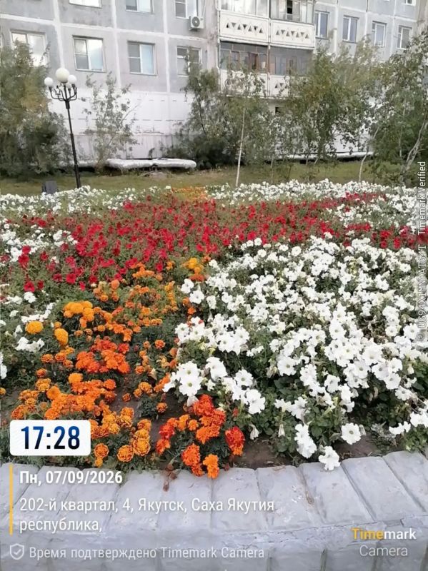 Ежедневная работа муниципального подрядчика по уходу за цветами на площади Победы и в сквере Солдат Туймаады — это кропотливый и ответственный труд, требующий внимания к деталям и глубокого понимания потребностей растений Ежедневная работа муниципального подрядчика по уходу за цветами на площади Победы и в сквере Солдат Туймаады — это кропотливый и ответственный труд, требующий внимания к деталям и глубокого понимания потребностей растений