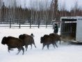 АЛРОСА помогла вернуть в Якутию лесных бизонов