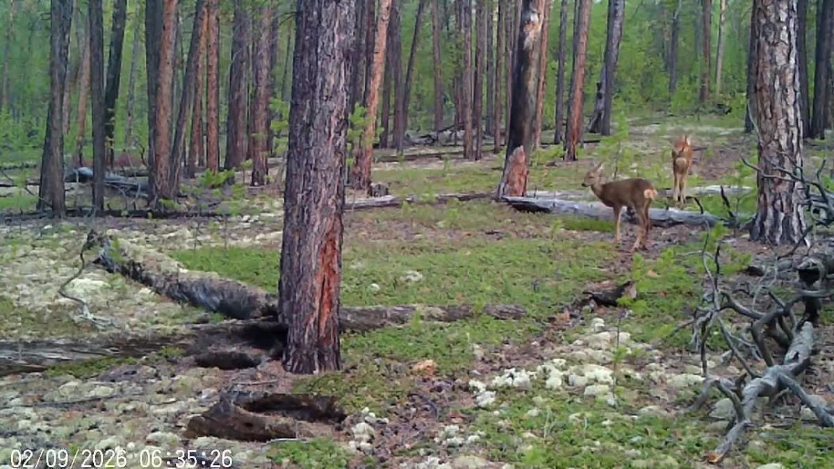 «Дикий кадр». Немного милоты Фотоловушки ресурсного резервата «Кэнкэмэ» вновь зафиксировали семью косуль. В объектив попала самка с подрастающим потомством. В летне-осенний период детеныши держатся рядом с матерью, которая...