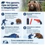 Что делать при встрече с медведем? Инструкция от МЧС