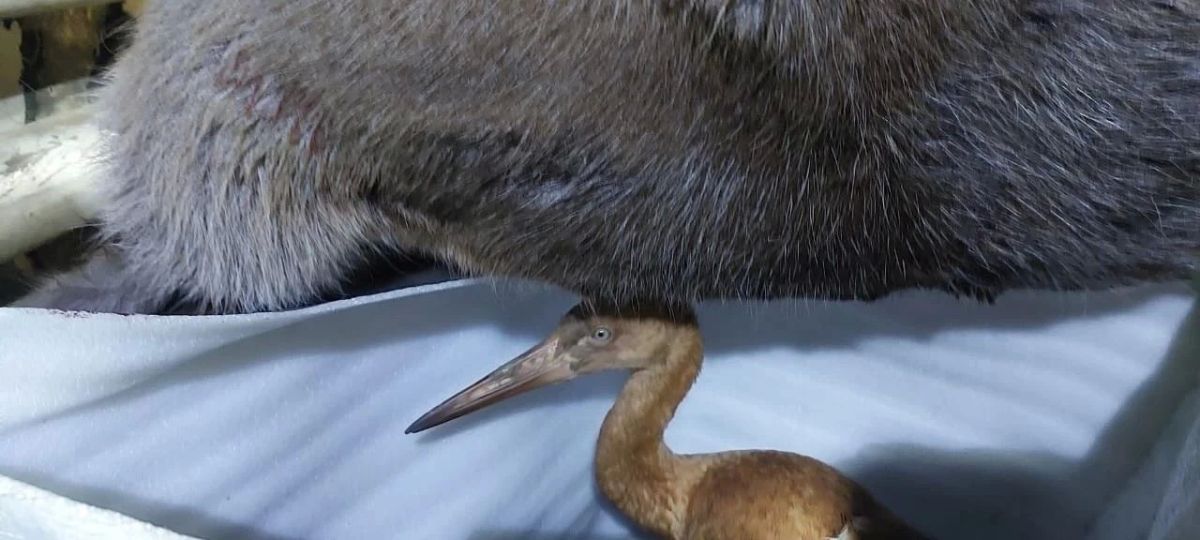 Отважный стершонок из самого северного зоопарка мира готовится к новоселью и задумывается об избраннице Отважный стершонок из самого северного зоопарка мира готовится к новоселью и задумывается об избраннице