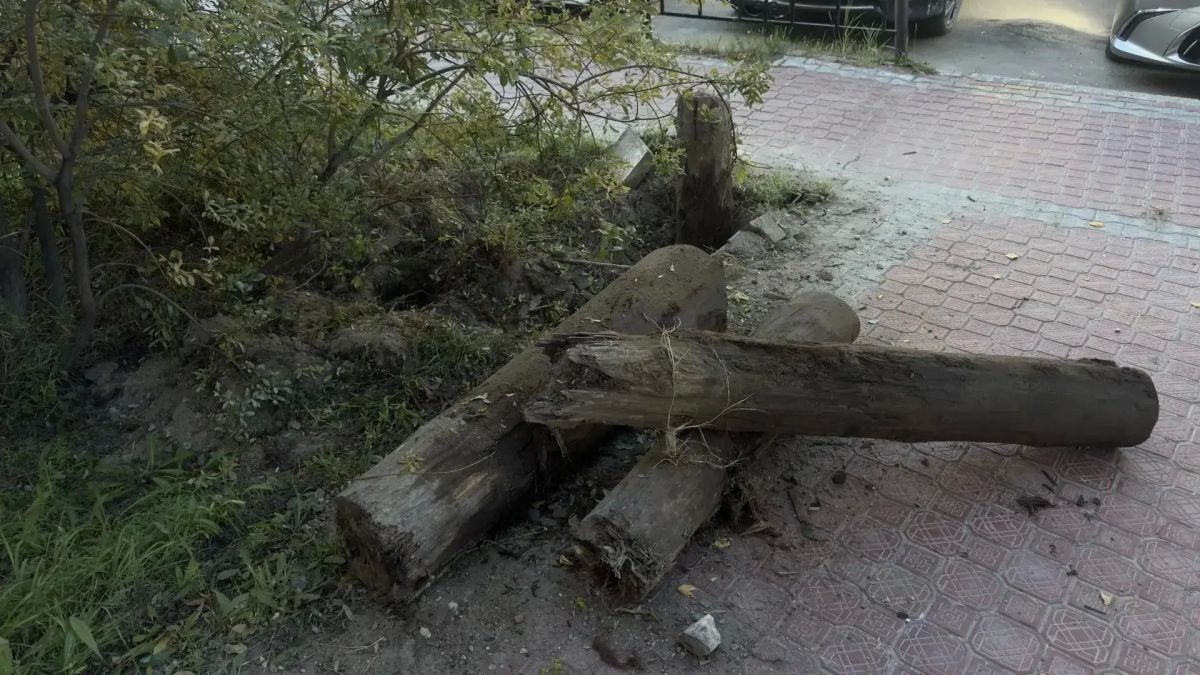 Акция "Город без пней" продолжается, УК ООО "Кибор" произвёл выкорчевку пней со двора жилых домов по адресу: ул. Каландаришвили 7 и 9/1, всего вытащили 10 пней Акция "Город без пней" продолжается, УК ООО "Кибор" произвёл выкорчевку пней со двора жилых домов по адресу: ул. Каландаришвили 7 и 9/1, всего вытащили 10 пней