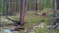 Семья косуль попала в объективы фотоловушек ресурсного резервата "Кэнкэмэ"