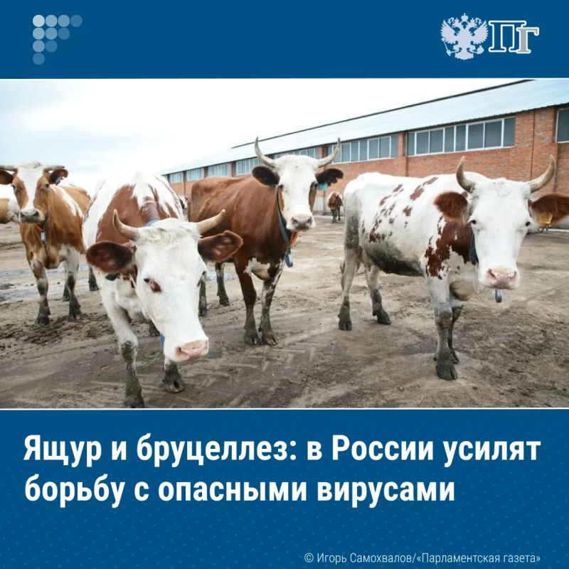 В начале сентября вступили в силу поправки к ветеринарным правилам, призванные эффективнее предотвращать распространение заболеваний, которые передаются человеку от животных