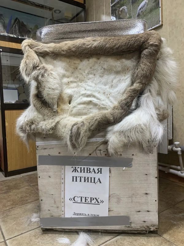 Отважный стершонок из самого северного зоопарка мира готовится к новоселью и задумывается об избраннице Отважный стершонок из самого северного зоопарка мира готовится к новоселью и задумывается об избраннице