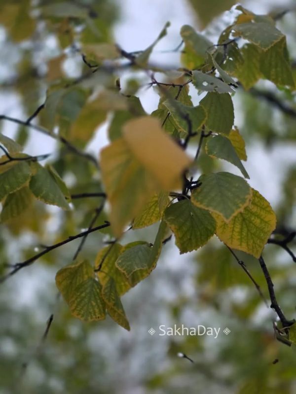 #пишут Деревья в Якутске. Уже осень #пишут Деревья в Якутске. Уже осень
