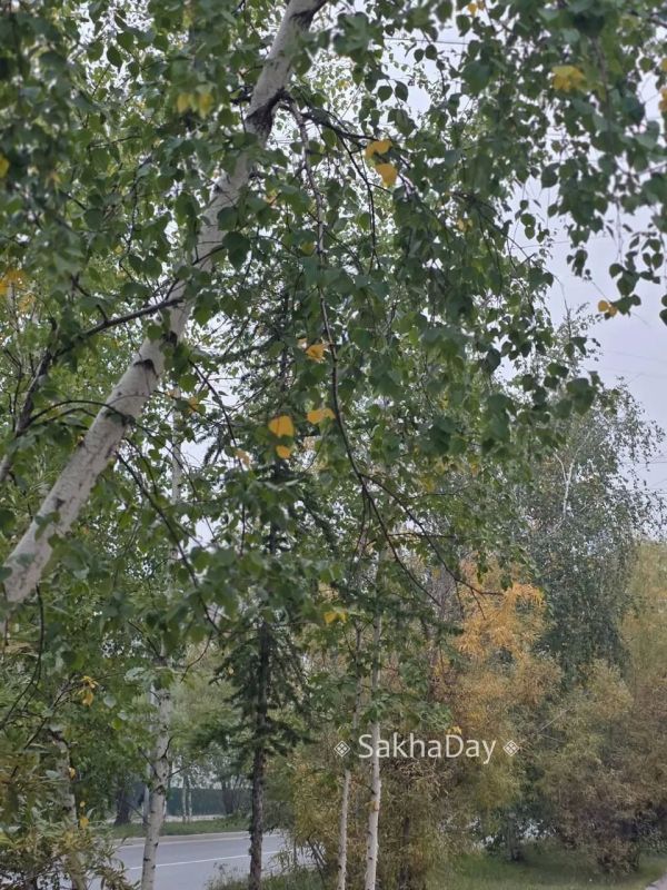 #пишут Деревья в Якутске. Уже осень #пишут Деревья в Якутске. Уже осень