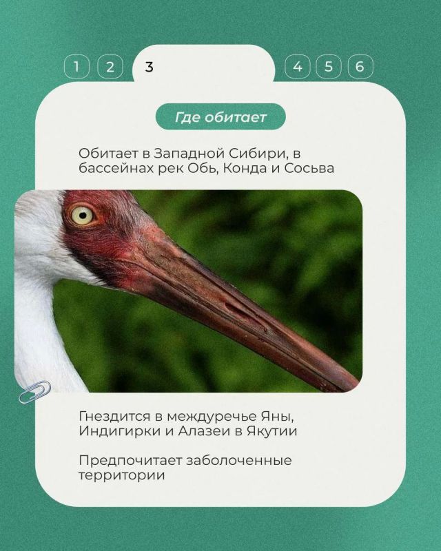 Во второе воскресенье сентября отмечается Всемирный день журавля Во второе воскресенье сентября отмечается Всемирный день журавля