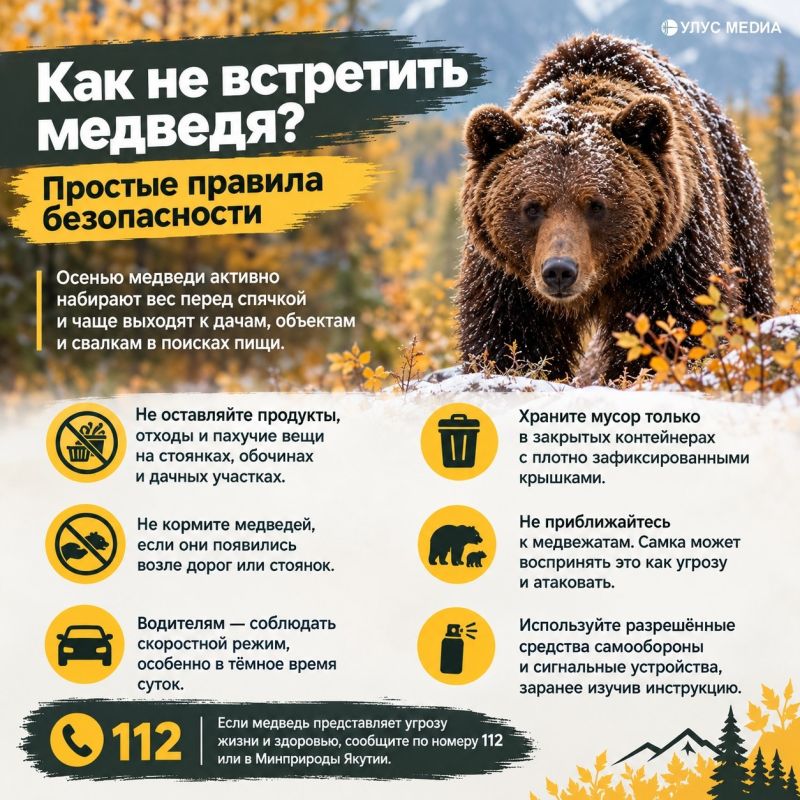 Медведи ищут пищу перед спячкой: якутян предупредили об опасности