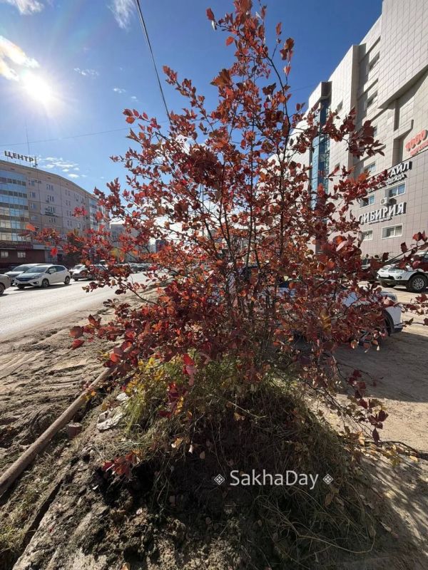 #пишут Срубили деревья #дляsakhaday #пишут Срубили деревья #дляsakhaday