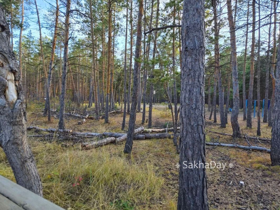 В парке вчера пилили деревья на центральной аллее, теперь лес выглядит голо #отподписчика В парке вчера пилили деревья на центральной аллее, теперь лес выглядит голо #отподписчика