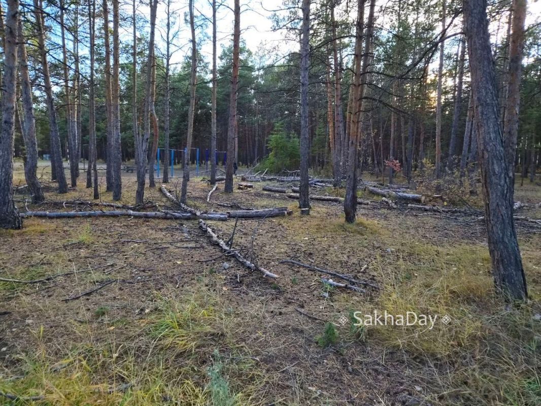 В парке вчера пилили деревья на центральной аллее, теперь лес выглядит голо #отподписчика В парке вчера пилили деревья на центральной аллее, теперь лес выглядит голо #отподписчика