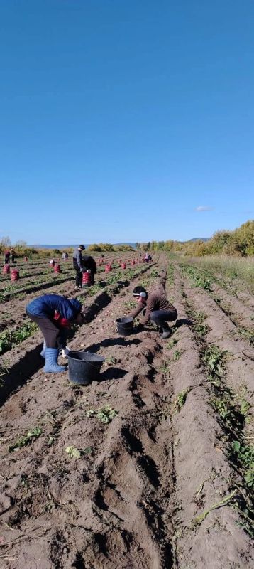Уборочная кампания в Якутии идет полным ходом Уборочная кампания в Якутии идет полным ходом
